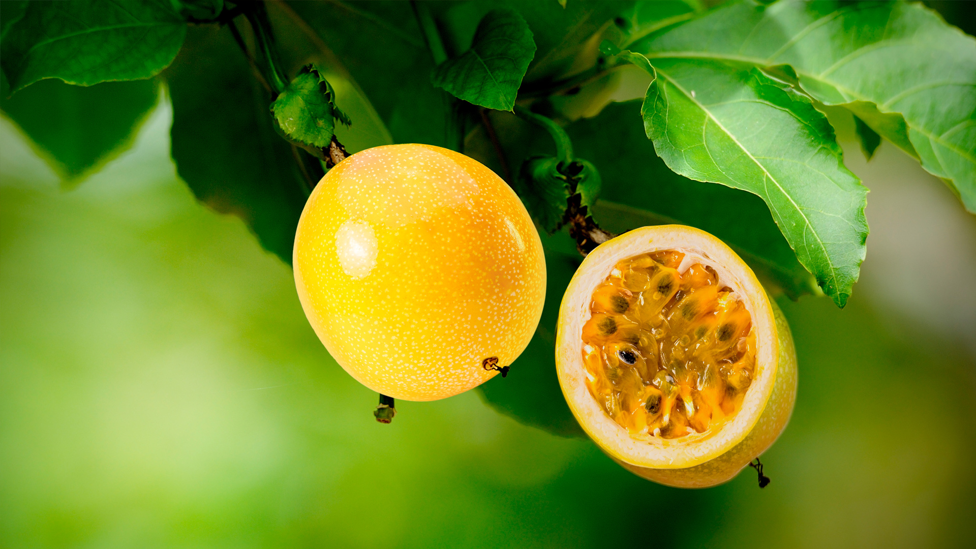 Frutas